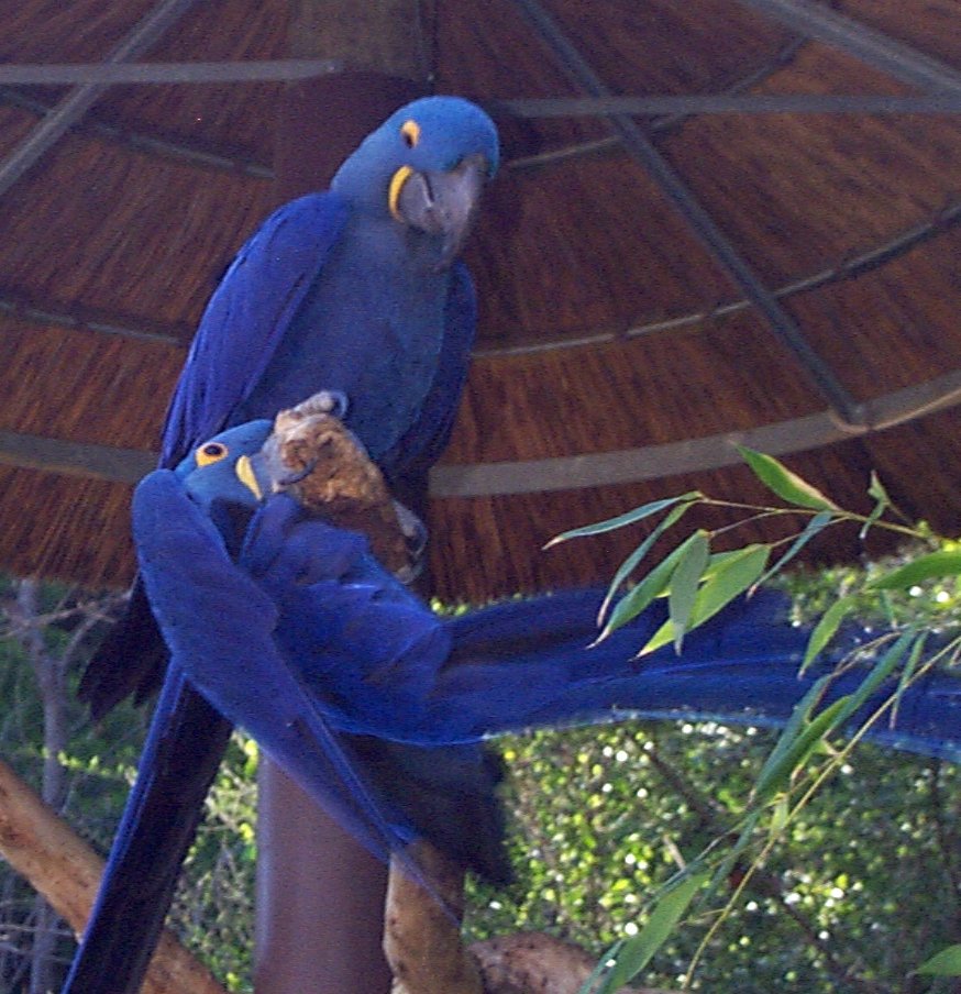 Blue Hyacinth Parrot