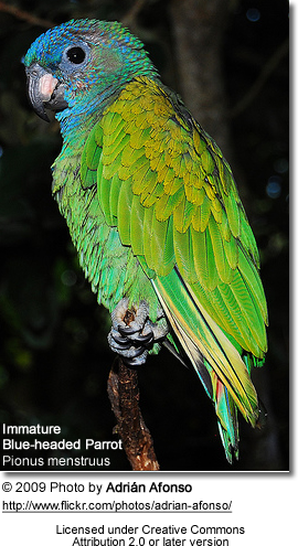 Young Blue-headed Parrot