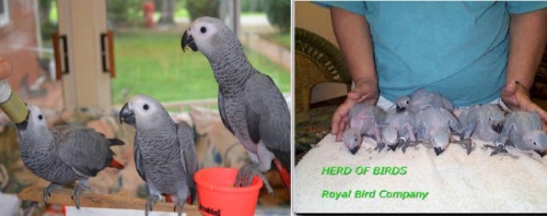 african grey parrot