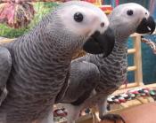 congo african grey baby for sale
