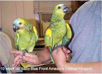 blue front amazon yellow winged species