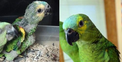 bluefronted amazons,handed bluefront