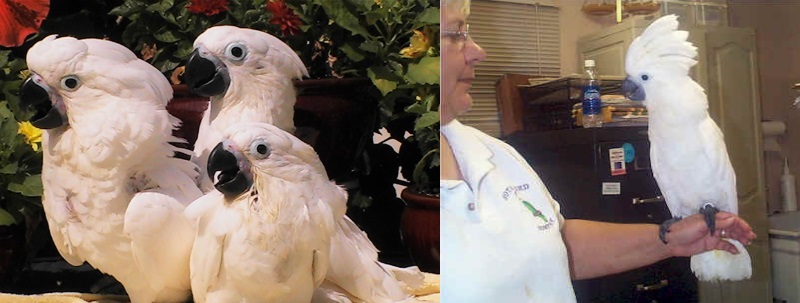 baby umbrella cockatoo