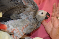 handfed baby african grey for sale