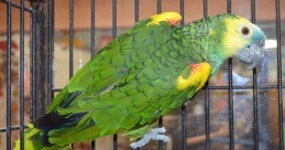 bird rescue and special needs parrots