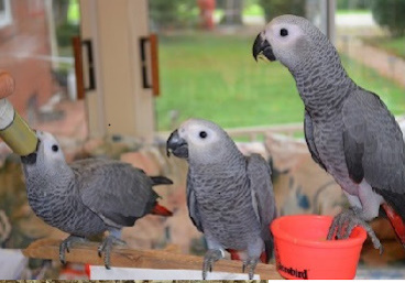 handfed baby congo african grey parrots for sale