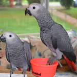 handfed baby african grey parrrots