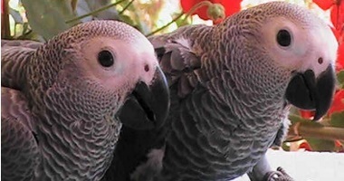 tame baby african grey parrots,handfed baby,hand fed, handfeeding grey parrots