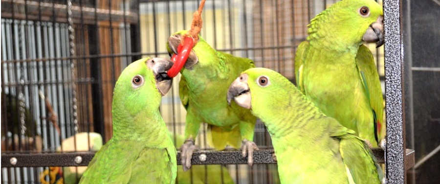 baby yellow naped amazons for sale