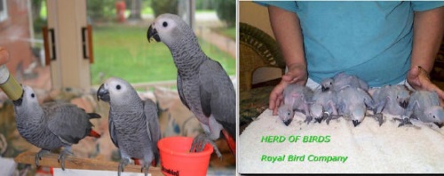 handfed baby african grey parrots