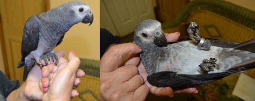 timneh african grey parrrot