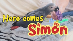 african-grey-baby-congo parrots