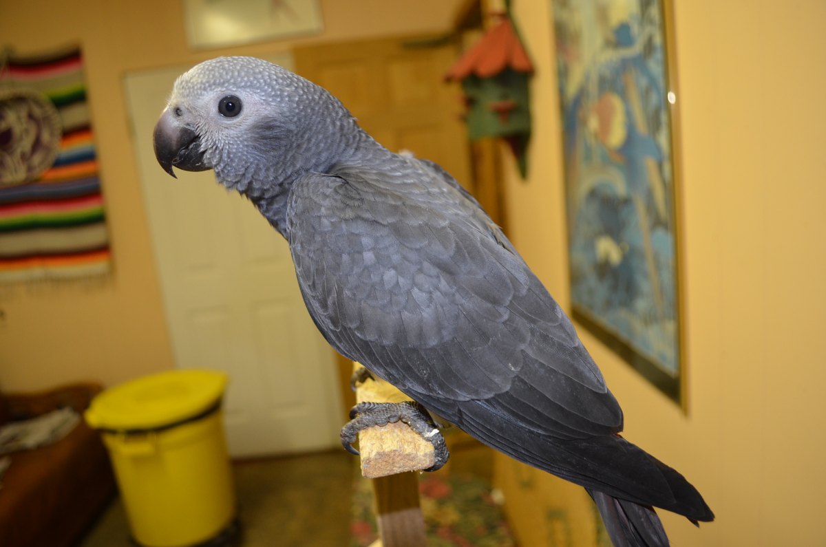 Handfed Baby Birds and Parrots For Sale African greys,blue gold macaws ...