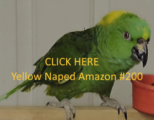 yellow naped amazon parrot adult #200